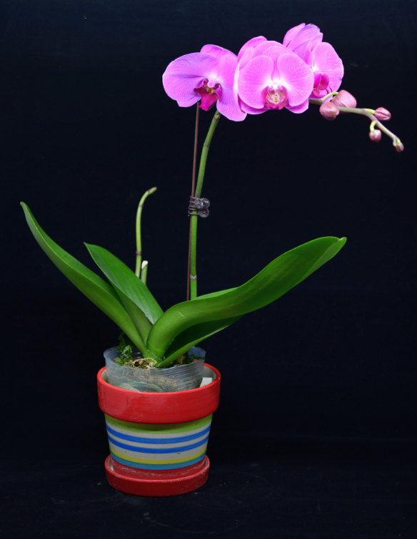 hk_c_1737375123971087789.png hk_c_image.png